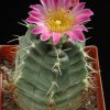 Echinocereus_knippelianus_3